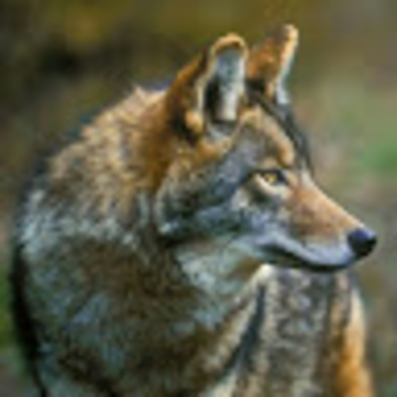 c_latrans